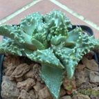 Collecion de fergonzalez
