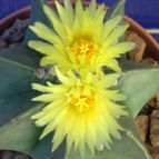 Collecion de fergonzalez