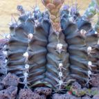 Collecion de fergonzalez