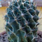 Collecion de fergonzalez
