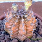Collecion de fergonzalez