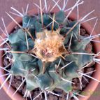Collecion de fergonzalez