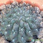 Collecion de fergonzalez