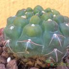 Collecion de fergonzalez