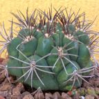 Collecion de fergonzalez