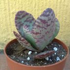 Collecion de fergonzalez