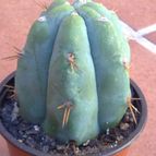 Collecion de fergonzalez