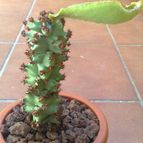 Collecion de fergonzalez