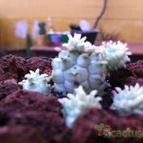 Collecion de fergonzalez