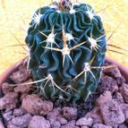 Collecion de fergonzalez