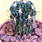 Collecion de fergonzalez