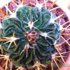 Collecion de fergonzalez