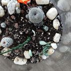 Collecion de fernand0