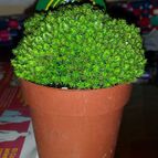 Euphorbia submammillaris fma. pfersdorfii