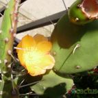 Collecion de floresdecactus