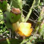 Collecion de floresdecactus