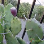 Collecion de floresdecactus