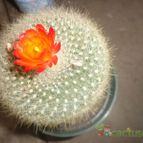 Collecion de floricienta