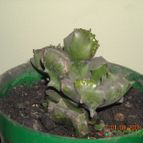 Collecion de franco_rescue