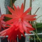 Collecion de franco_rescue