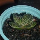 Collecion de franco_rescue