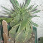 Collecion de franco_rescue