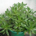 Collecion de franco_rescue