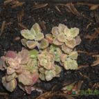 Collecion de franco_rescue