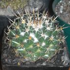 Collecion de franco_rescue