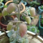 Collecion de franco_rescue