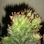 Collecion de franco_rescue