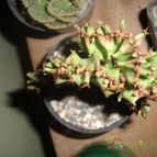 Collecion de franco_rescue