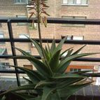 Aloe x delaetii (Aloe ciliaris x Aloe succotrina)