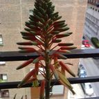 Collecion de fuzinix