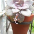 Collecion de gatoenki