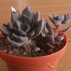 Collecion de gehcole