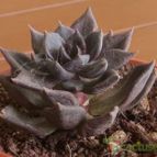 Collecion de gehcole