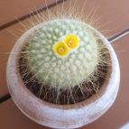 Collecion de gehcole