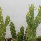 Collecion de gehcole