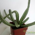 Collecion de gehcole
