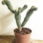 Collecion de gehcole