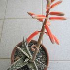 Collecion de ggabi