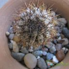 Collecion de ggabi