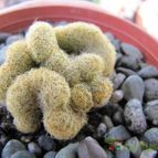 Collecion de ggabi