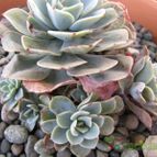 Collecion de ggabi