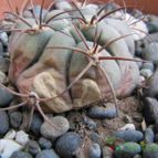 Collecion de ggabi
