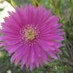 Collecion de ggabi