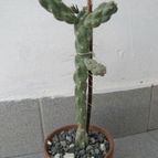 Collecion de ggabi
