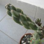 Collecion de ggabi