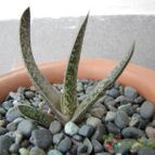 Collecion de ggabi